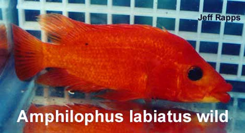 Bilde av Amphilophus labiatus (Red Devil)