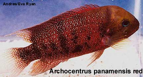 Bilde av Archocentrus panamensis (Panamaciklide)