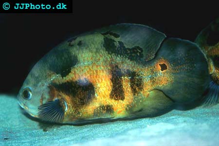 Bilde av Astronotus ocellatus (Oscar)