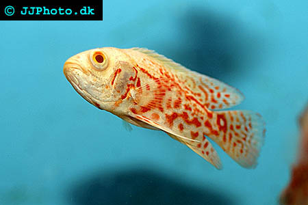 Bilde av Astronotus ocellatus (Oscar)