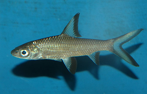 Bilde av Balantiocheilos melanopterus (Sølvhai)