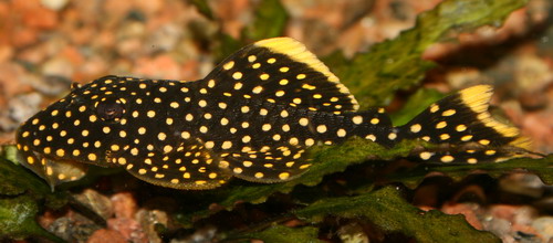 Bilde av Baryancistrus xanthellus (Golden nugget)