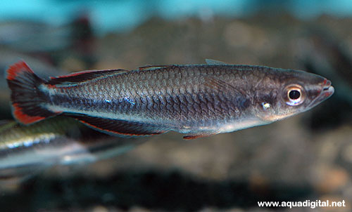 Bilde av Bedotia geayi (Madagaskar-regnebuefisk)