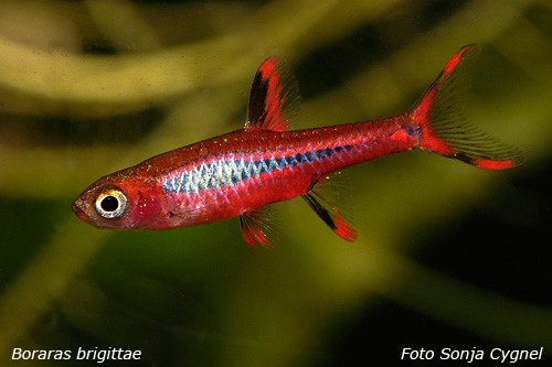 Bilde av Boraras brigittae (Moskito-rasbora)