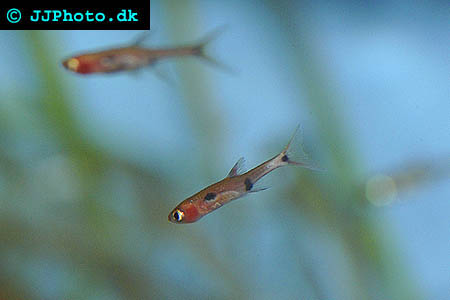 Bilde av Boraras maculatus (Dvergrasbora)