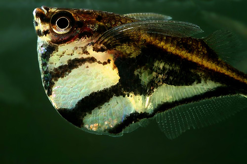 Bilde av Carnegiella strigata (Marmorert øksefisk, Stripet øksefisk)