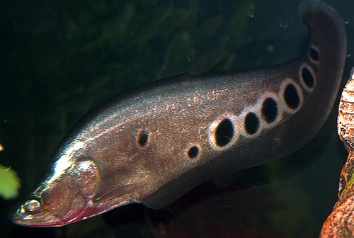 Bilde av Chitala ornata (Klovneknivfisk)