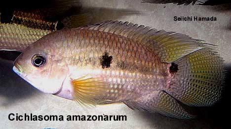 Bilde av Cichlasoma amazonarum