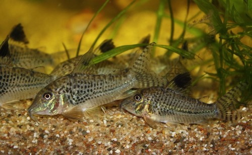 Bilde av Corydoras acutus