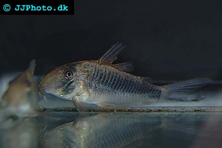 Bilde av Corydoras geoffroy