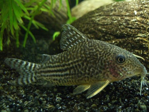 Bilde av Corydoras haraldschultzi