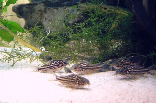 Bilde av Corydoras napoensis