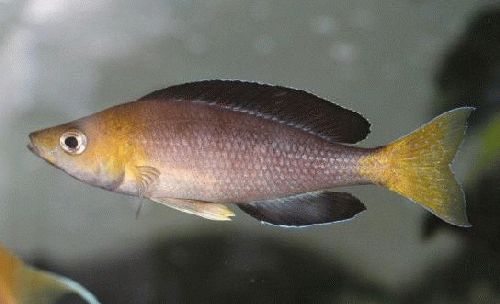 Bilde av Cyprichromis leptosoma