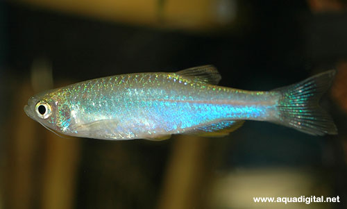 Bilde av Danio albolineatus (Blå danio, Perledanio)