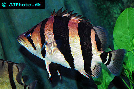 Bilde av Datnioides microlepis (Indonesisk Tigerfisk)