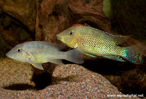 Bilde av Geophagus steindachneri