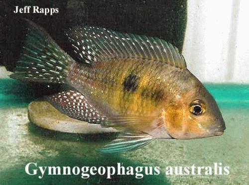 Bilde av Gymnogeophagus australis (Uruguayisk jordspiser)