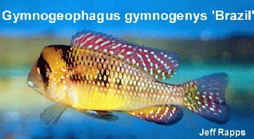 Bilde av Gymnogeophagus gymnogenys