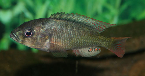 Bilde av Haplochromis limax