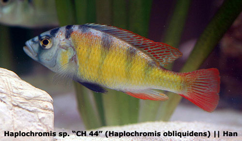 Bilde av Haplochromis obliquidens