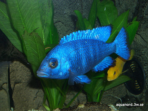 Bilde av Haplochromis phenochilus