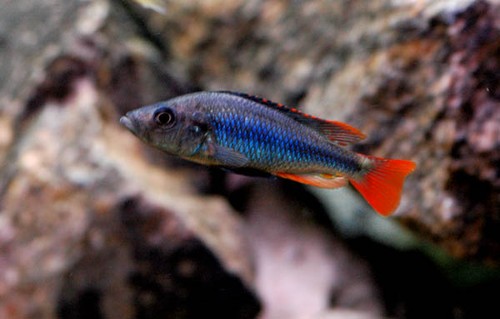 Bilde av Haplochromis piceatus