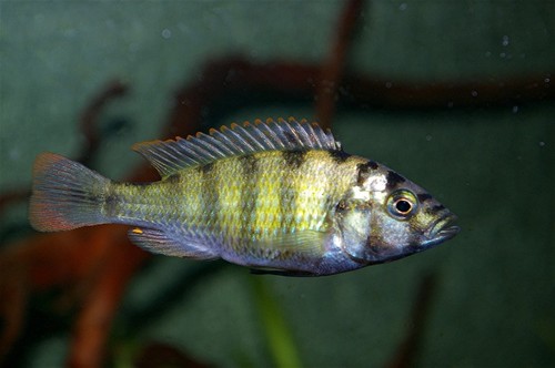 Bilde av Haplochromis sp. ´thick skin´