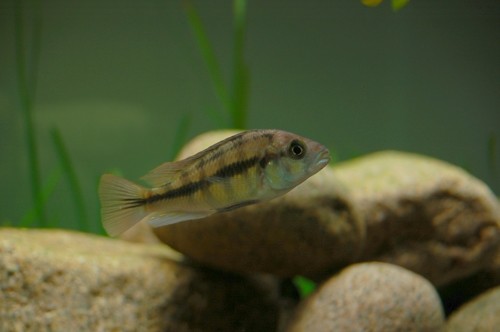 Bilde av Haplochromis sp. ´kenya gold´