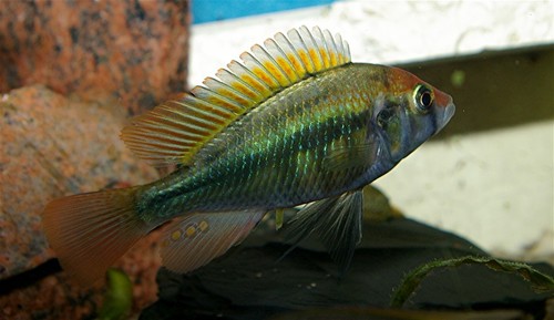 Bilde av Haplochromis sp. ´ruby green´