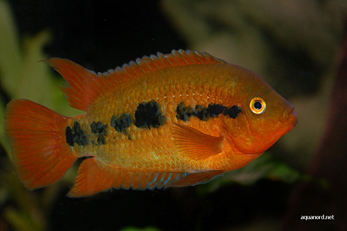 Bilde av Herotilapia multispinosa (Regnbueciklide)