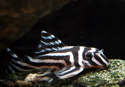 Bilde av Hypancistrus zebra (Sebrapleco)