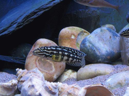 Bilde av Julidochromis marlieri