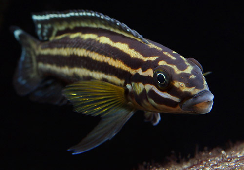 Bilde av Julidochromis regani