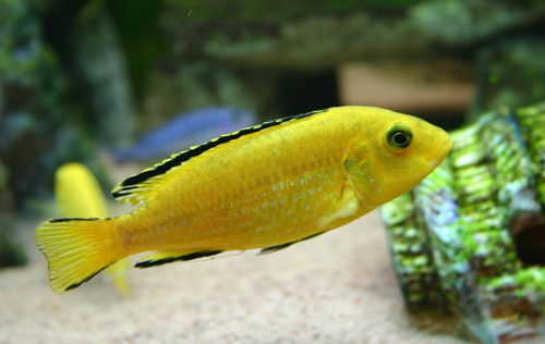 Bilde av Labidochromis caeruleus (Golden)