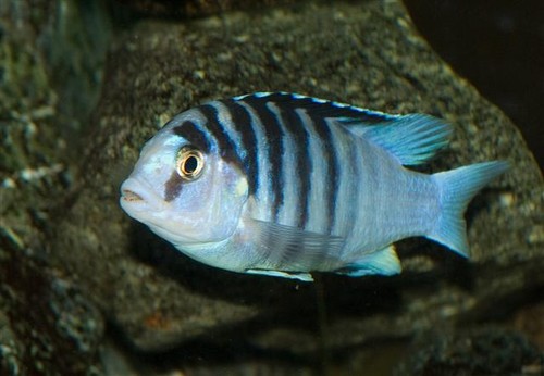 Bilde av Labidochromis chisumulae