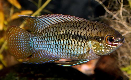 Bilde av Laetacara curviceps (Kurvciklide)