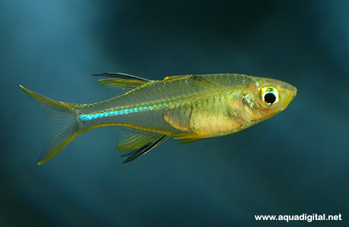 Bilde av Marosatherina ladigesi (Celebes-regnbuefisk, Solstrålefisk)