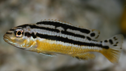 Bilde av Melanochromis auratus