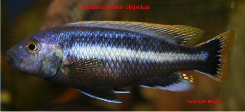 Bilde av Melanochromis chipokae (Chipokae)