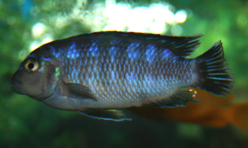 Bilde av Melanochromis interruptus