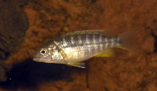 Bilde av Melanochromis joanjohnsonae