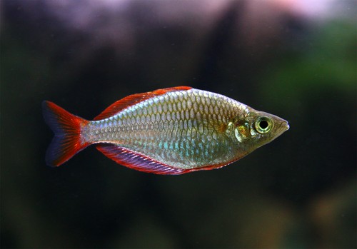Bilde av Melanotaenia praecox (Neon Regnbuefisk)