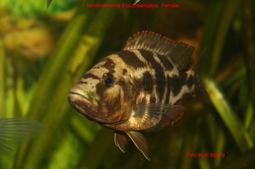 Bilde av Nimbochromis fuscotaeniatus