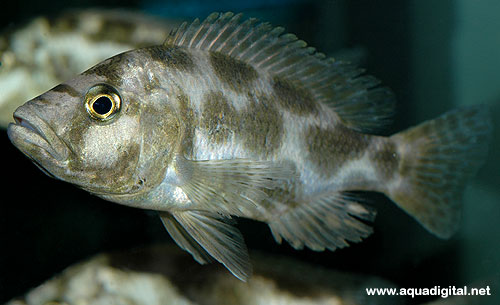 Bilde av Nimbochromis livingstonii (Kaligono)