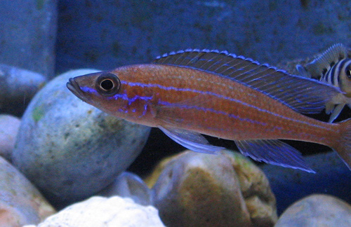 Bilde av Paracyprichromis nigripinnis