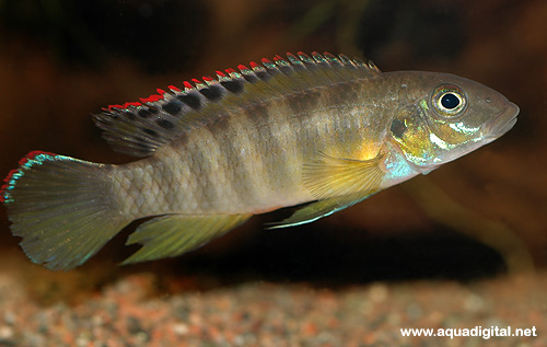 Bilde av Pelvicachromis signatus