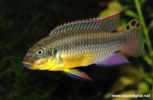 Bilde av Pelvicachromis taeniatus (Smaragdciklide, Gul palettciklide)