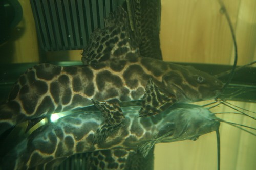 Bilde av Perrunichthys perruno (Leopardmalle)