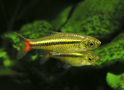 Bilde av Rasbora borapetensis (Rødhalerasbora)