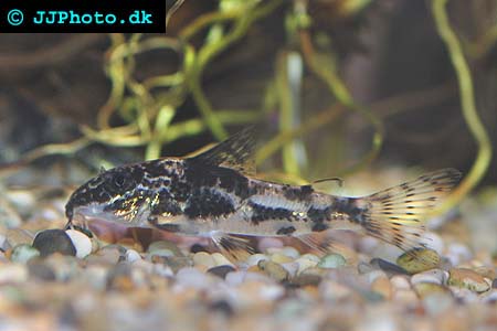 Bilde av Scleromystax barbatus (Sjakkbrettpansermalle)